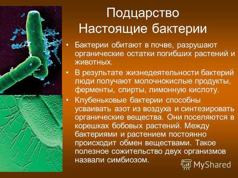 Много бактерий почему