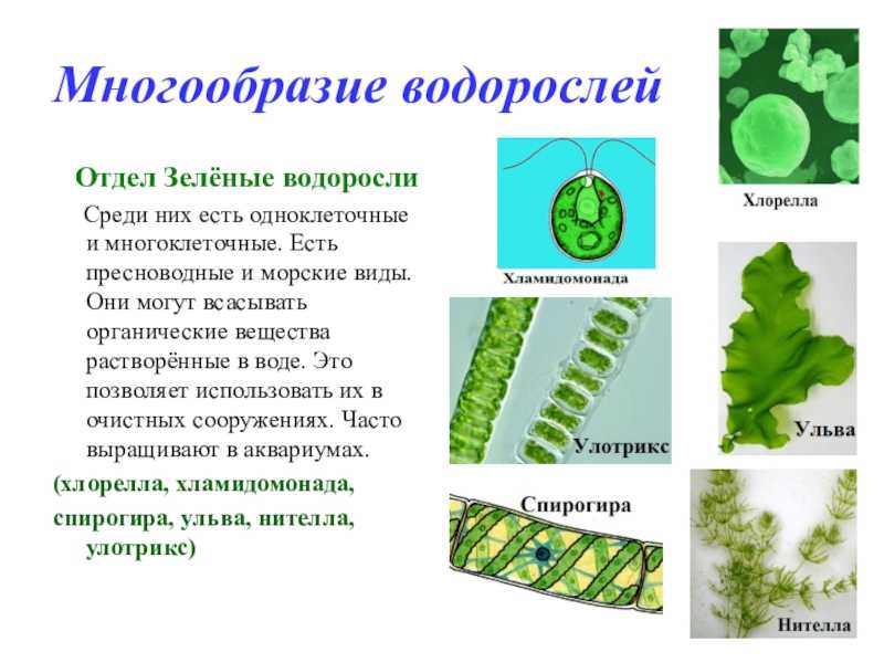 Водоросли, тест с ответами, 5 класс