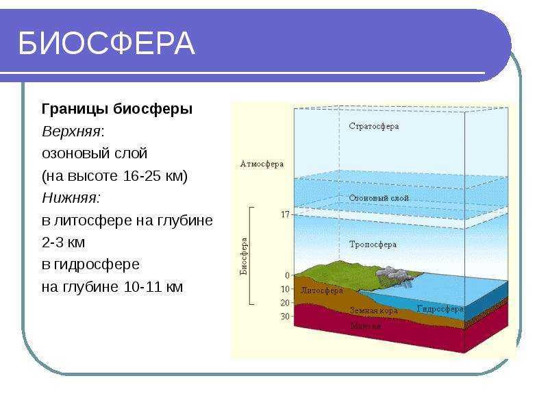 Границы биосферы в атмосфере определяются. Границы биосферы атмосфера гидросфера литосфера. Границы биосферы в гидросфере. Granisi biosferi. Верхняя граница биосферы.