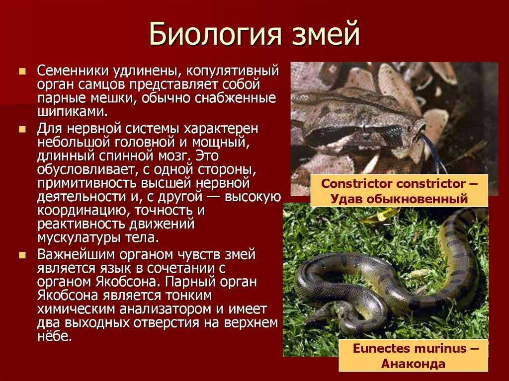 Доклад о тюльпанах 2 класс окружающий мир