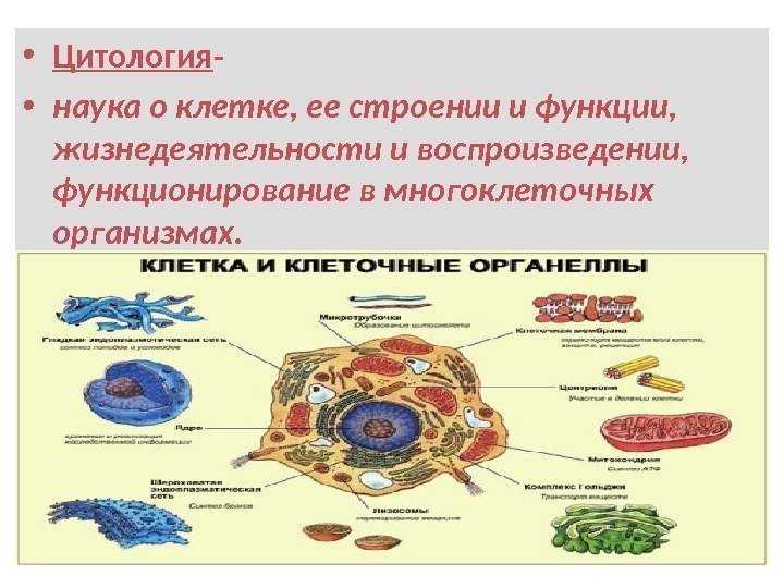 Тесты по биологии 8 класс