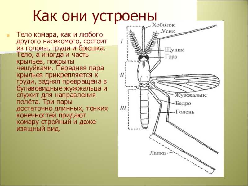 Личинка мухи: как выглядит и как вылупляется из яйца? где мухи откладывают яйца?