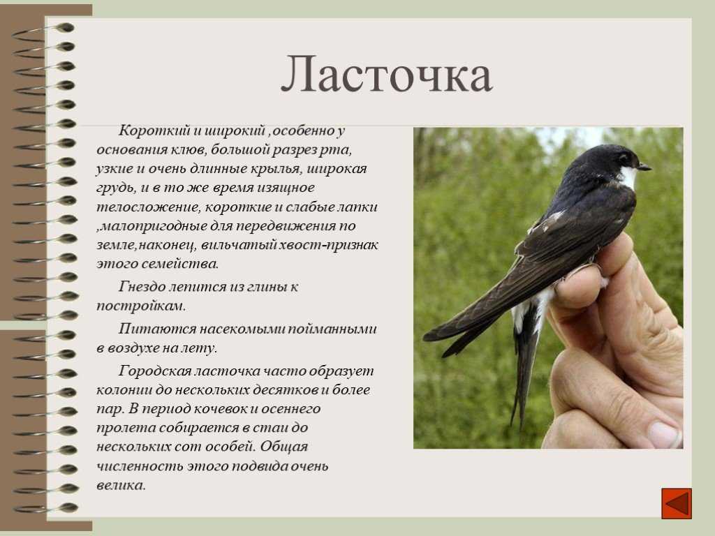 Интересные факты о ласточке: сообщение о птице