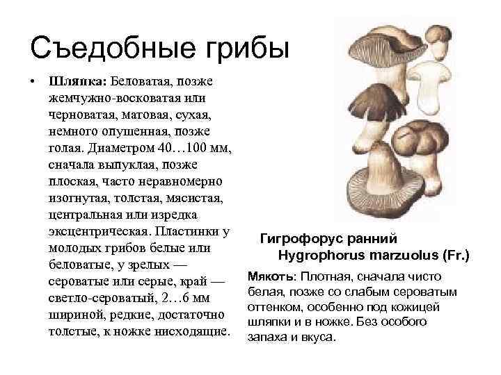 Доклад сообщение съедобные грибы