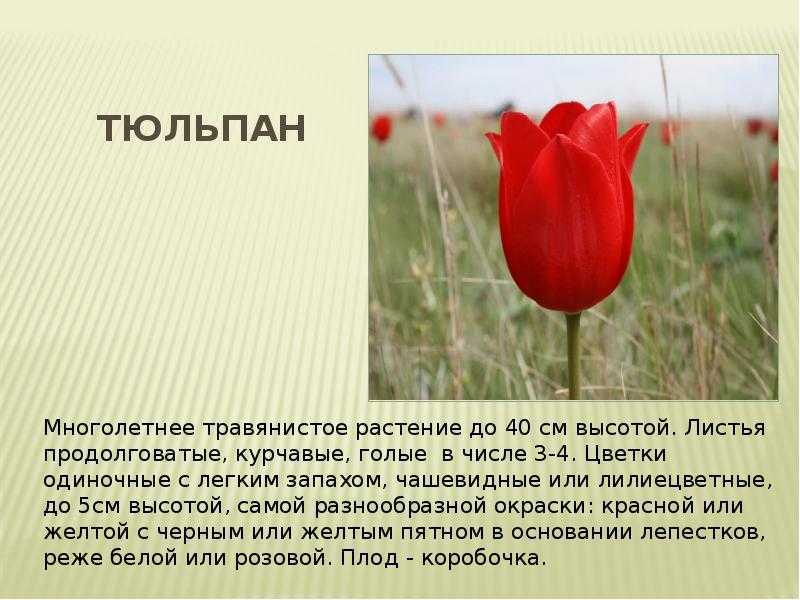 Проект "тюльпаны" - внеурочная работа, мероприятия