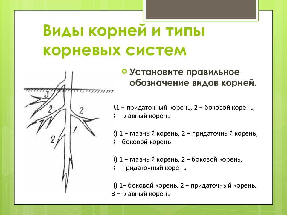Тесты по биологии (6 класс) работа с ответами онлайн для годовой итоговой контрольной