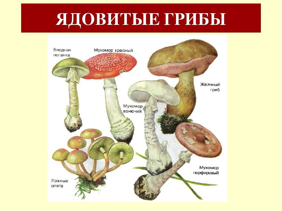 Где растет белый гриб: в каких лесах и под какими деревьями — викигриб