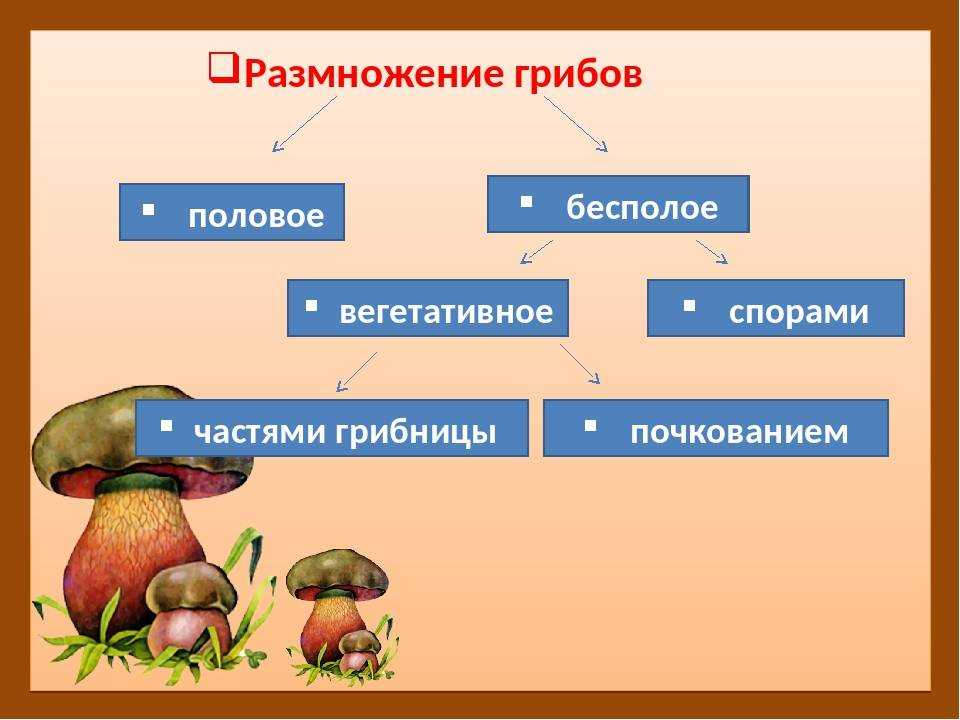 Класс биология грибы. Грибы биология. Грибы размножение. Строение и размножение грибов. Размножение грибов 5 класс.