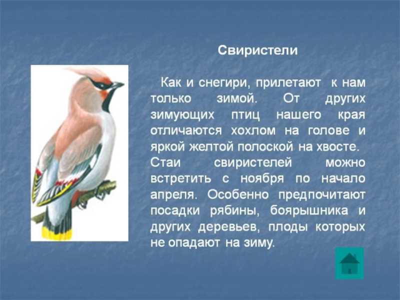 Доклад на тему перелетные птицы сообщение (описание для детей)