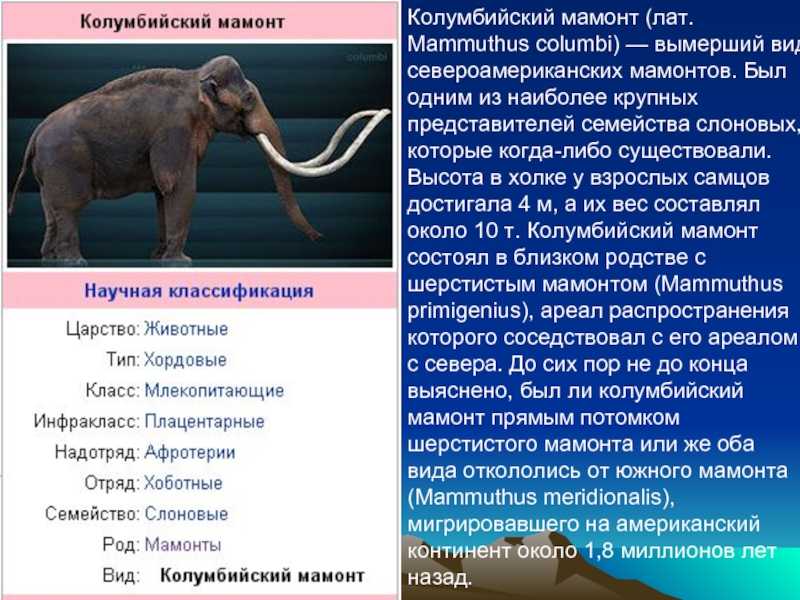В сибири нашли уникальные отложения костей мамонтов. почему якутия и северная сибирь стали кладбищем мамонтов, и где научное объяснение этому факту