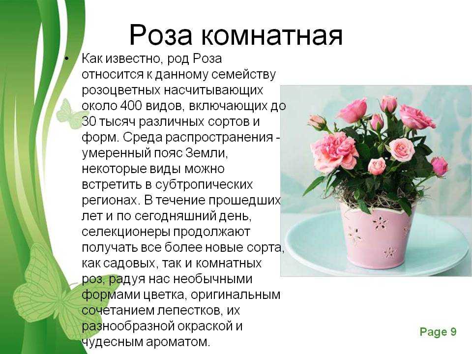 Комнатное растение рассказать о нем 1 класс