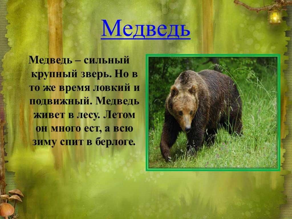 Сообщение на тему дикое животное. Рассказ о медведе. Текст про медведя. Описание медведя. Короткий рассказ про медведя.