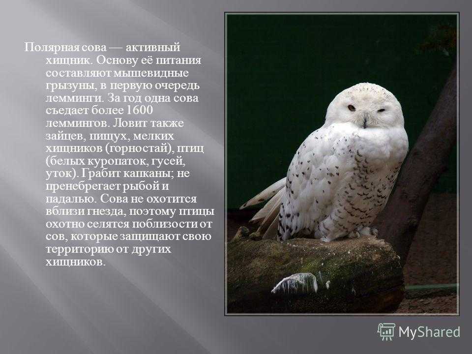 Интересные факты о полярной сове для детей. 30 фактов о полярных совах