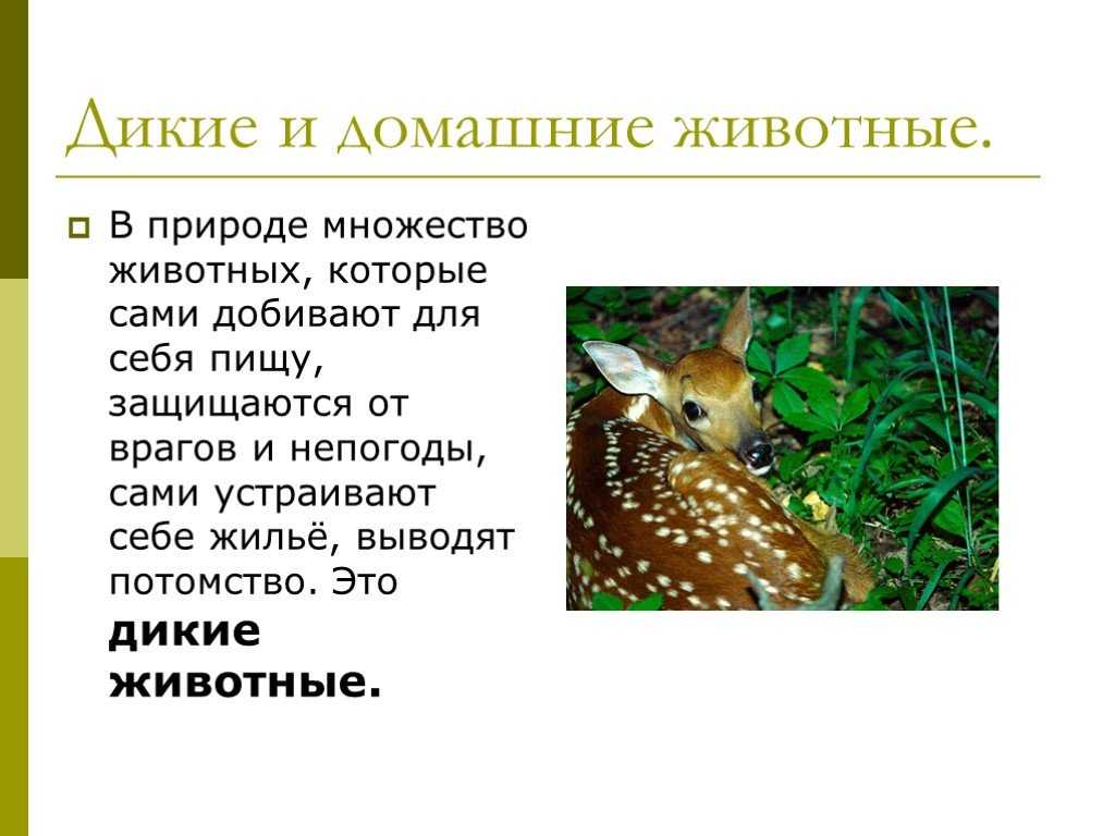Сочинение по картине машкова клубника и белый кувшин 5 класс