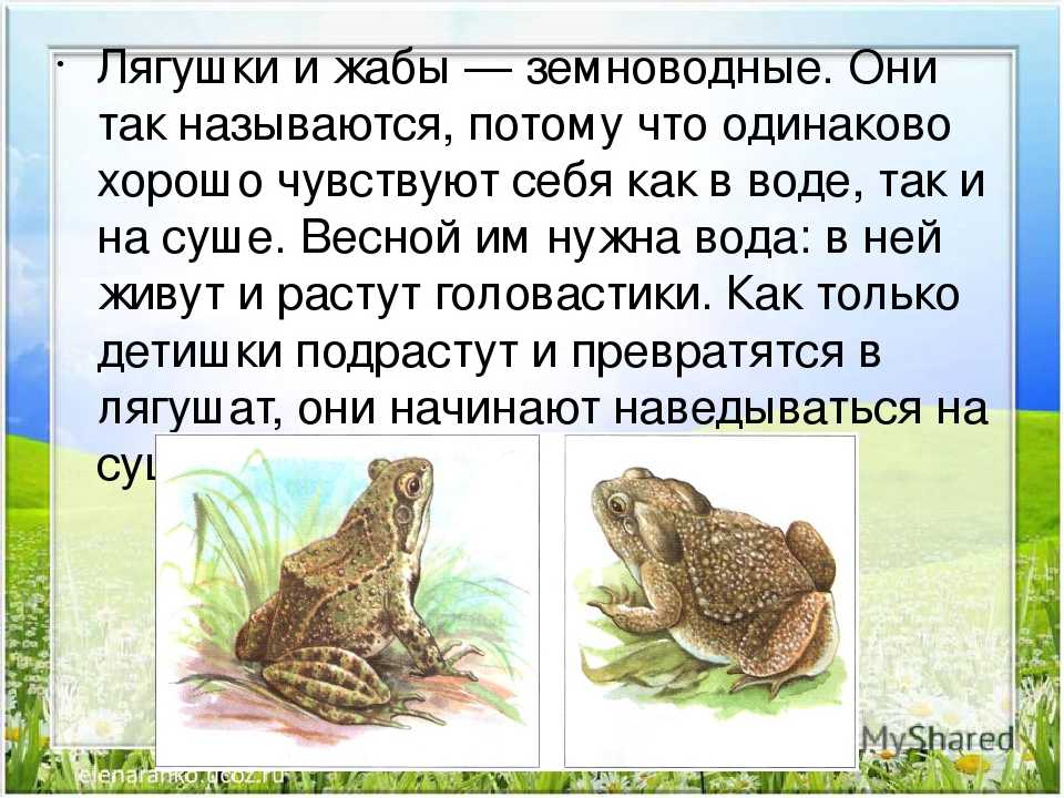 Лягушка земноводное 2 класс. Земноводные животные 2 класс лягушка. Лягушка краткое описание. Доклад про лягушку. Презентация лягушки и Жабы.