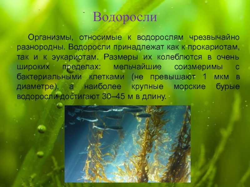 Факты о водорослях. Сообщение о водорослях. Проект про водоросли. Водоросли биология презентация. Рассказ о водорослях.