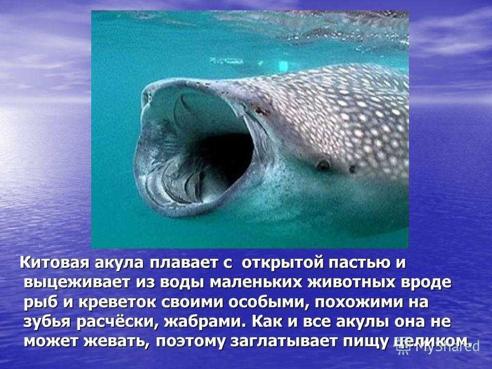 Доклад-сообщение жизнь в океане 5, 6 класс