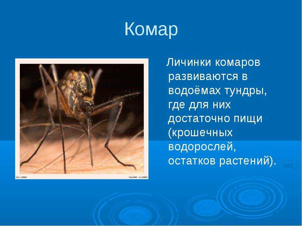 Комар насекомое. образ жизни и среда обитания комара