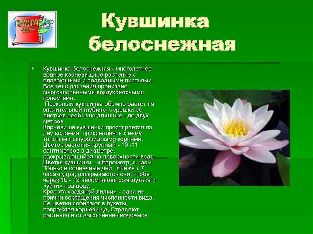 Сообщение о тушканчике — описание, среда обитания и виды грызунов