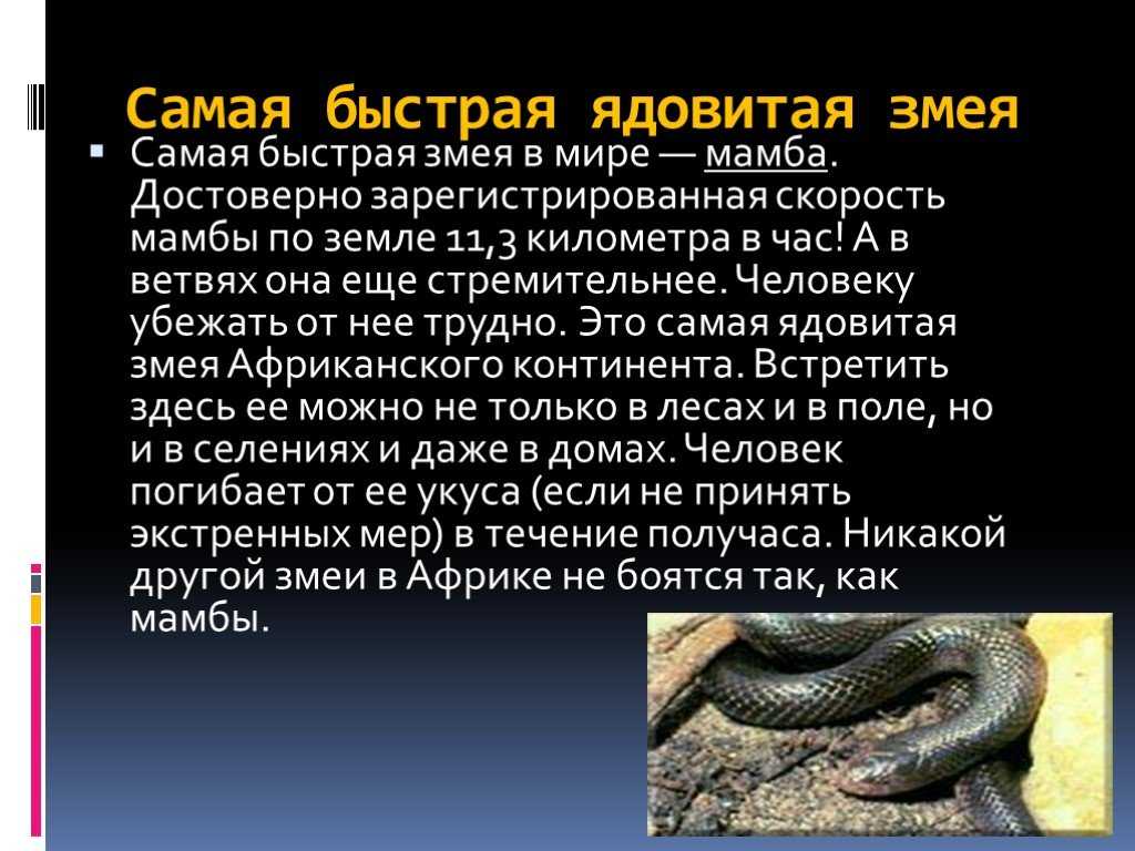 Змея - это пресмыкающееся