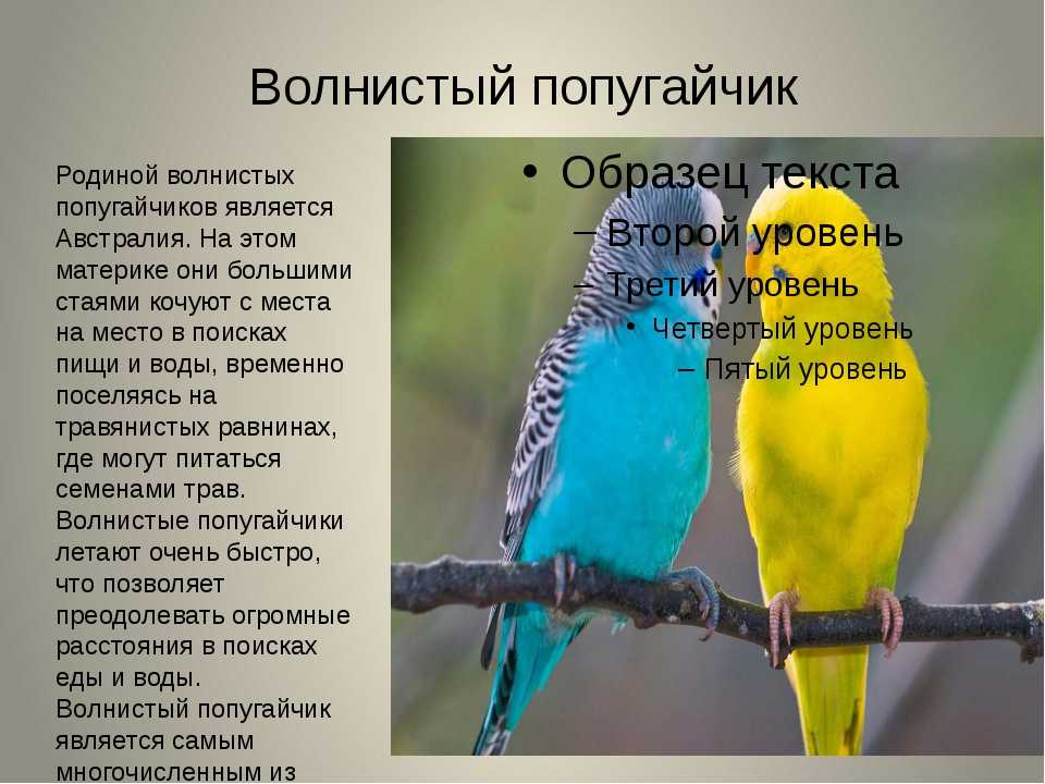 Сообщение доклад на тему волнистый попугай (описание для детей)