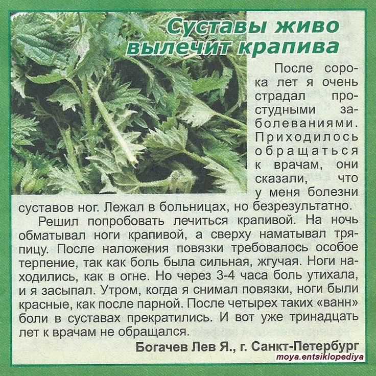 Крапива, виды и описание, лечебные свойства, противопоказания и применение