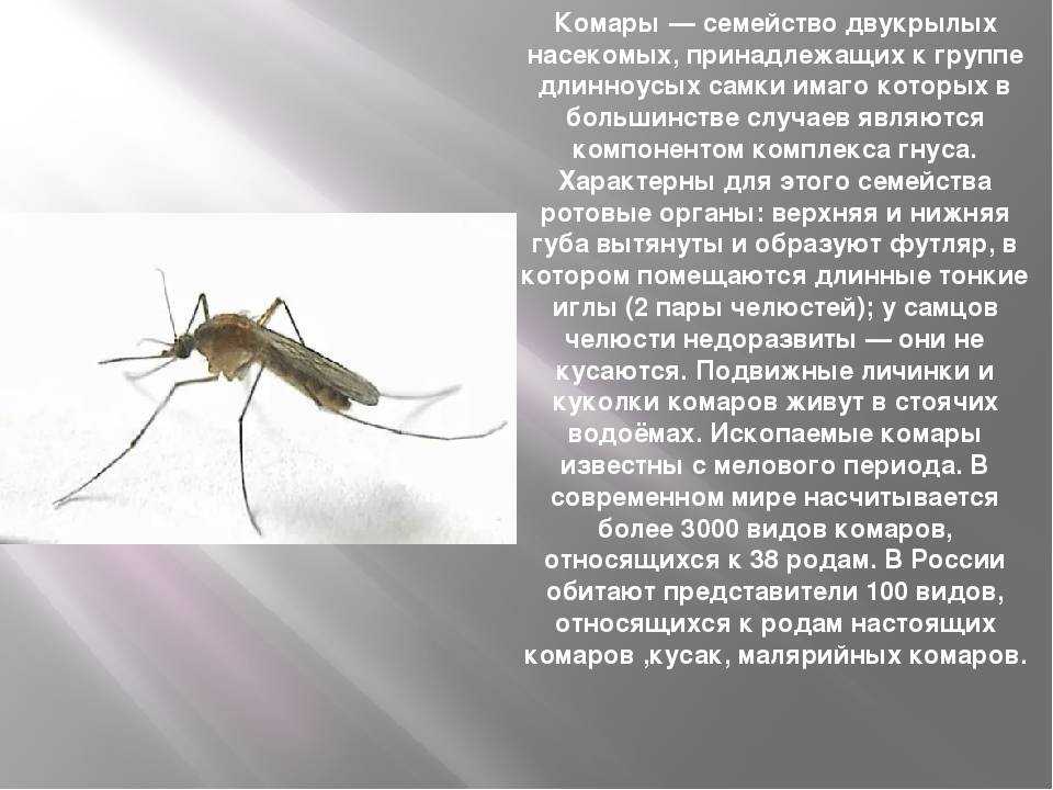 Комар какая среда. Доклад про комара. Комар описание. Презентация на тему комар. Комары презентация.