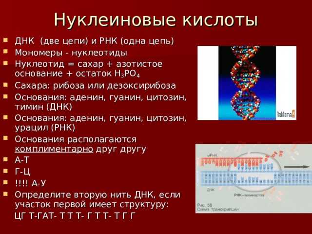 Тест по биологии химический состав клетки — белки, нуклеиновые кислоты и атф 10 класс
