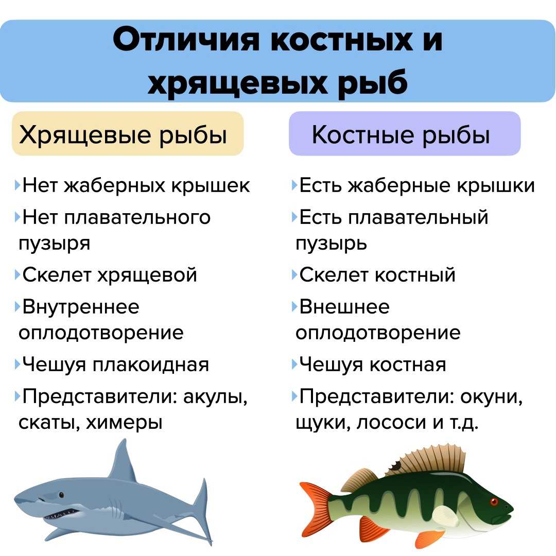 Хрящевые рыбы - 7 класс биология сообщение доклад