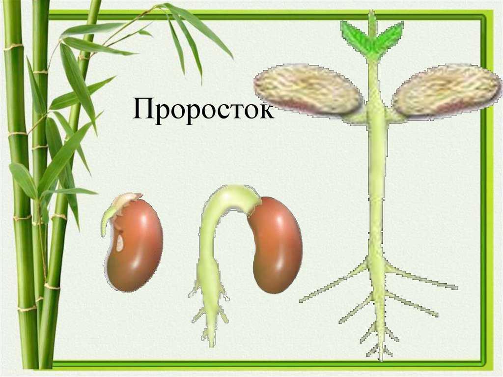 Проросток фасоли рисунок. Проросток. Проросток это в биологии 6 класс. Становление проростка. Проросток это в биологии.