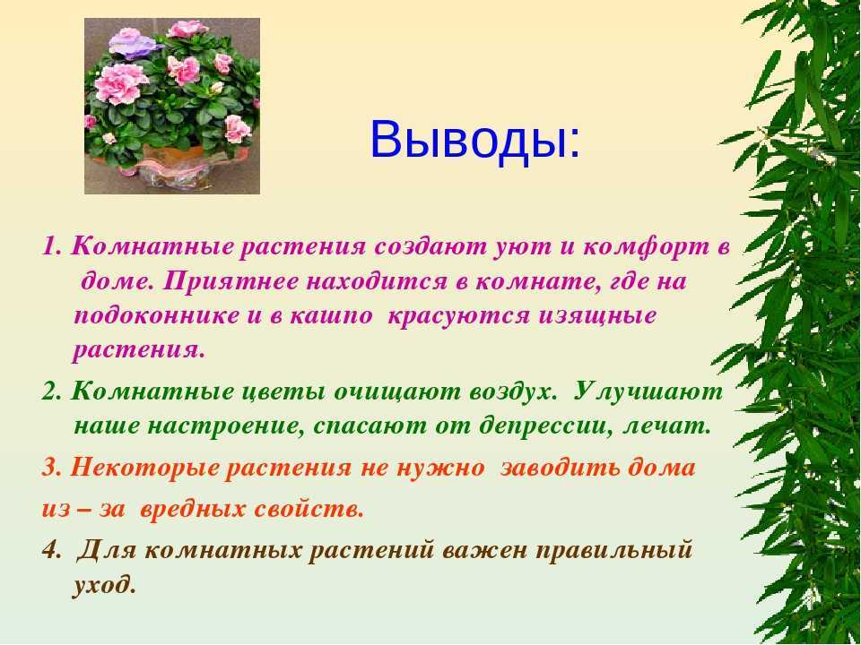 Вывод на дому. Презентация на тему комнатные растения. Вывод про комнатные растения. Комнатные цветы презентация. Презентации на тему комнатный цветок.