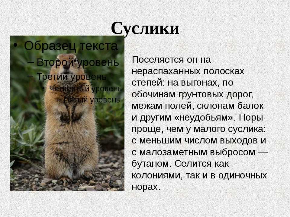 Данное животное относится к млекопитающим, к беличьему семейству Его название было создано от старого русского сусати, что на тот момент времени значило шипеть