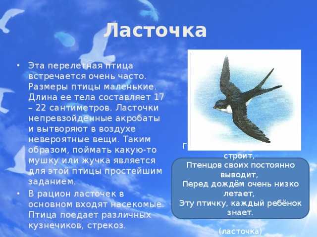 Рассказ о ласточке для дошкольников ⋆ онлайн-журнал для женщин