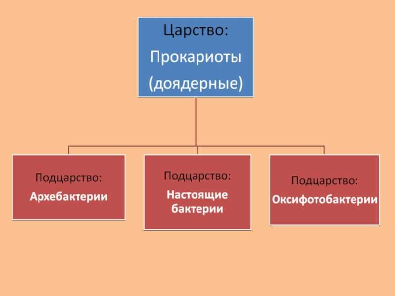 Тест по биологии царство прокариоты 7 класс