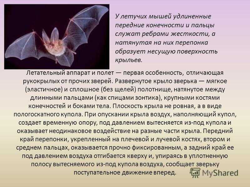Рассказ про летучую мышь, 2-3 класс