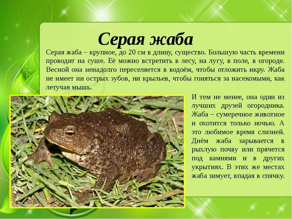 Сравнения лягушки и жабы – сходство и различие по окружающему миру для 2 класса