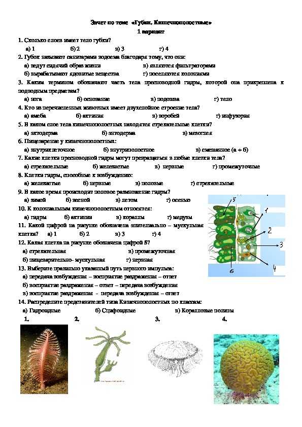 Всего 12 тестовых вопросов по теме Тип Кишечнополостные для 7 класса, с ответами Тесты для подготовки к контрольным и зачётным работам в школе по биологии