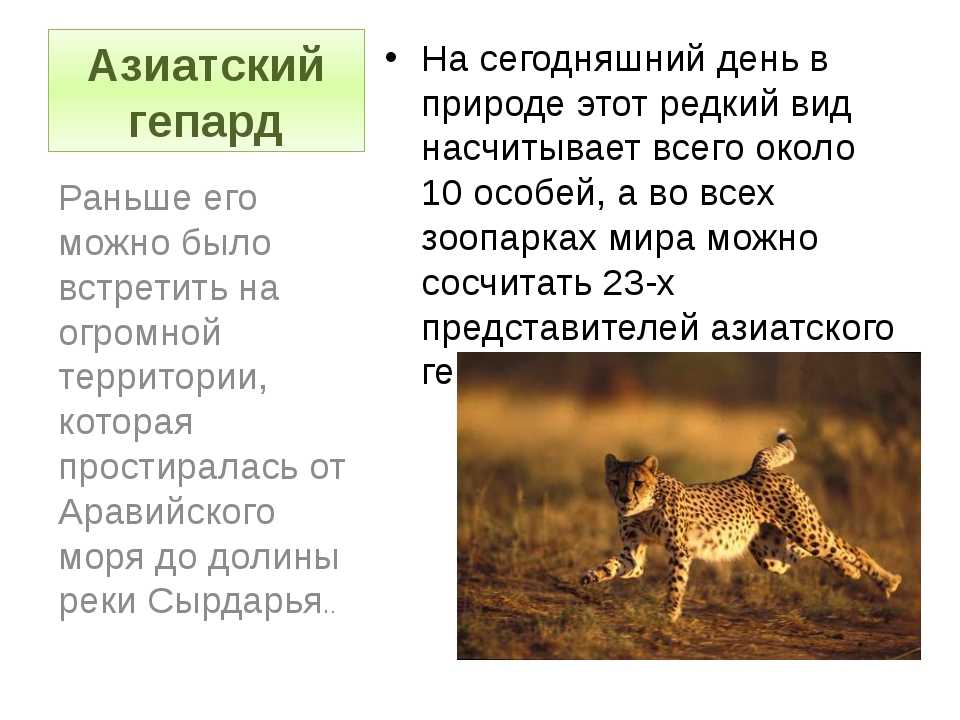 Где живет гепард в какой зоне. гепард - сообщение доклад. особенности и среда обитания