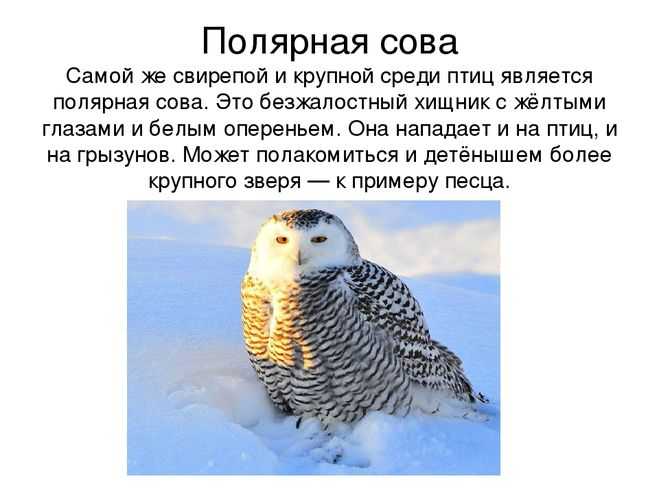 Описание белой полярной совы: где живет, как выглядит и чем питается