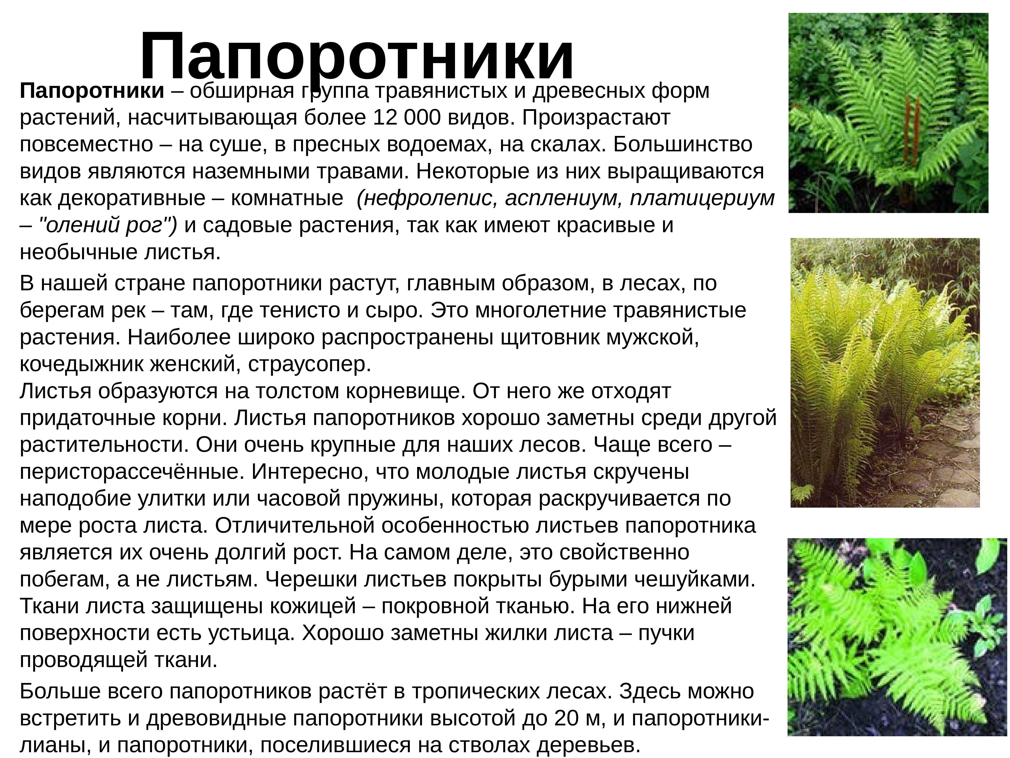 Доклад папоротники для 2, 3, 5, 6, 7 класса, окружающий мир