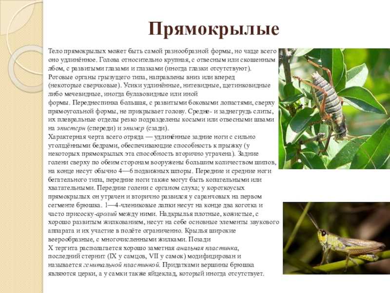 История кактуса для детей - ogorodexp.ru