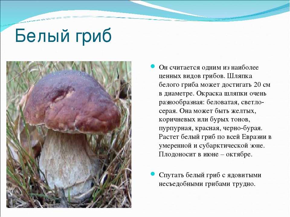 ✅ рассказ о съедобных грибах для 3 класса - усадьбанатали.рф