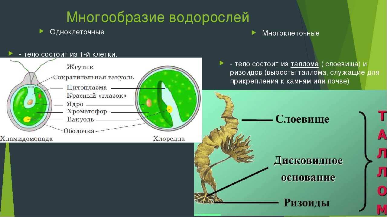 Тест по биологии 6 класс водоросли