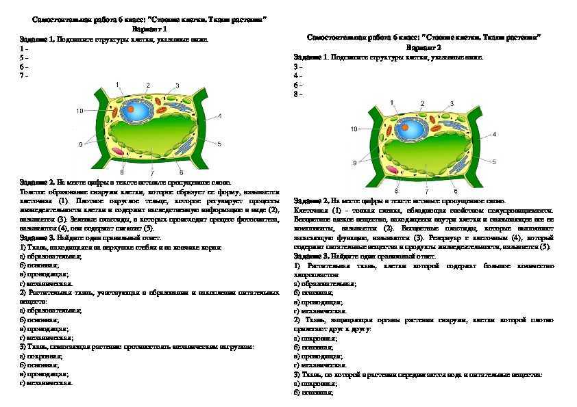 Тест по биологии по теме «строение клетки и ее функции» | doc4web.ru