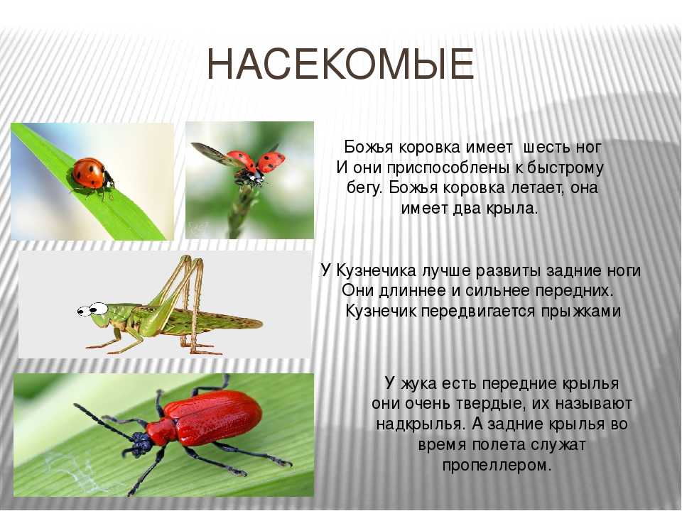Сикстинская капелла микеланджело в ватикане: потолок, роспись, фрески, сюжеты