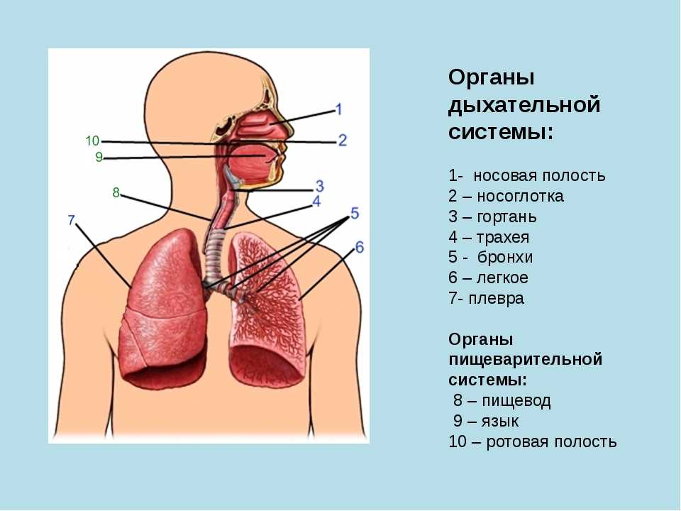 Воздух из гортани попадает в. Составляющие дыхательной системы. Система органов дыхания человека схема. Система органов дыхания носовая полость. Гортань трахея бронхи строение.