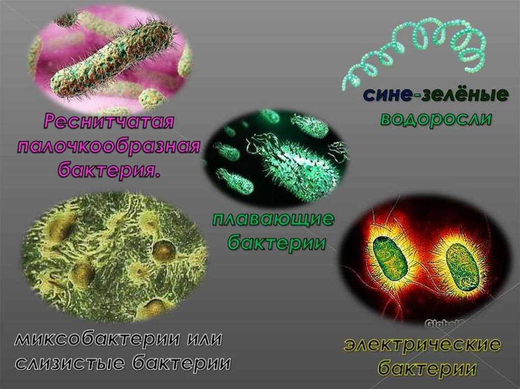 Короче бактерии. Бактерии окружающий мир. Презентация на тему бактерии. Информация о микробах. Окружающий мир микробы.