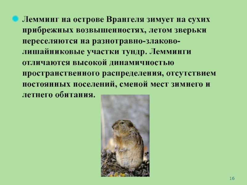 Спелеолог