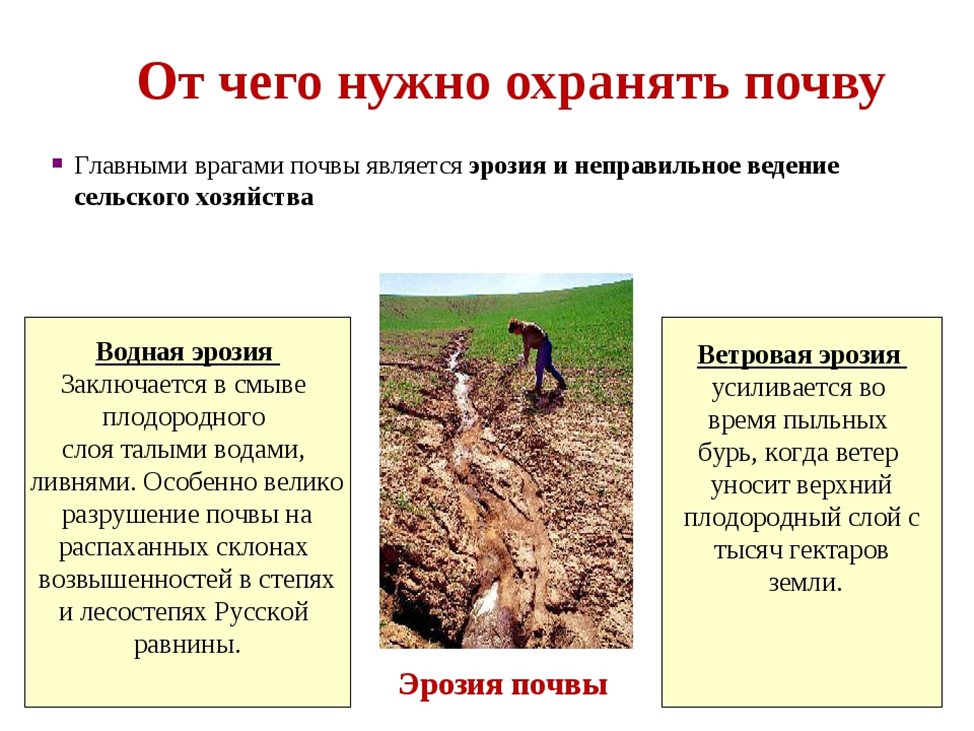 Животный и растительный мир природных зон россии