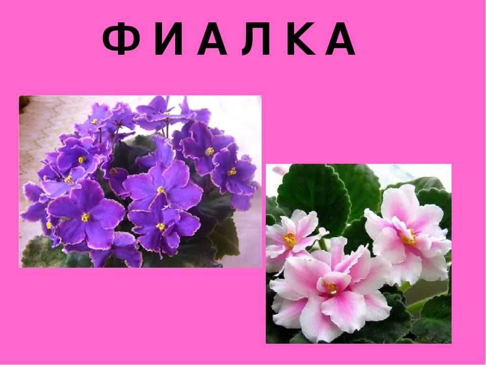 Как ухаживать за фиалками в домашних условиях